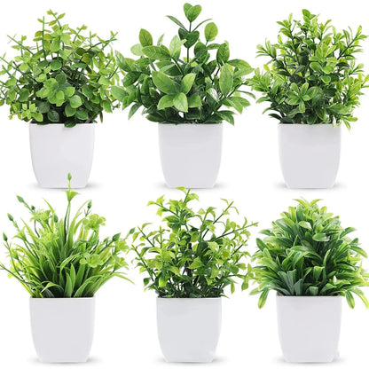 Green Plant to Decorate Interiors